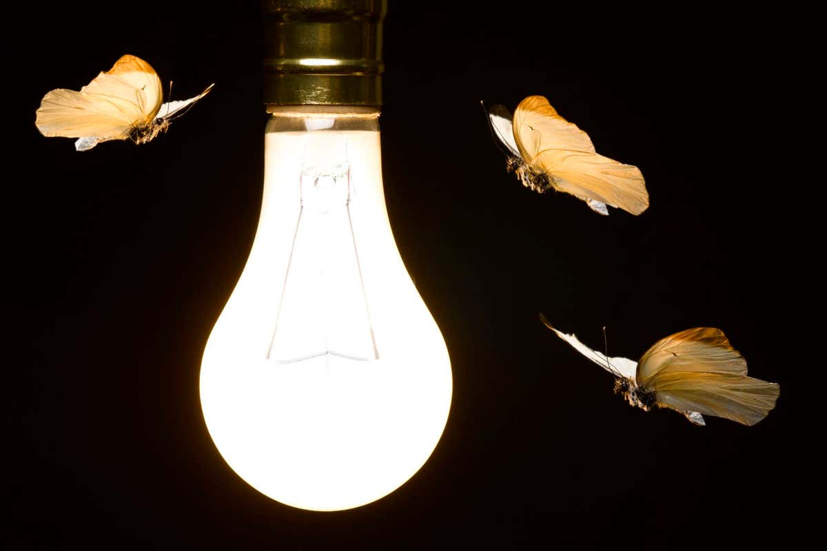 Moths around a light bulb