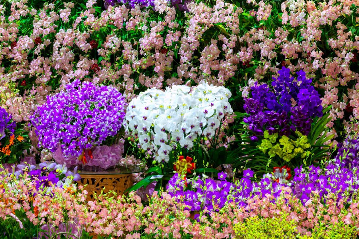 2F6N0XJ A shot of beautiful orchid garden in Thailand.