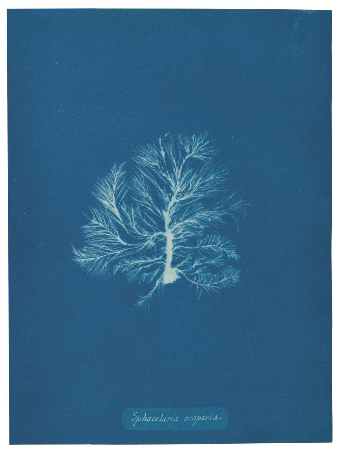 http://www.metmuseum.org/art/collection/search/291522 Sphacelaria scoparia Anna Atkins, British Algae, Part III (1844)