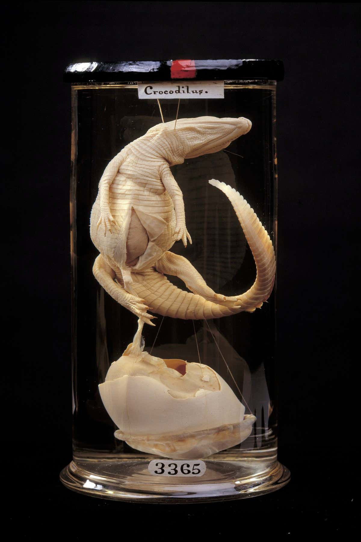 A crocodile emerging from its egg, prepared by John Hunter between 1760 and 1793 One of over 2,000 specimens on display in the new Hunterian Museum