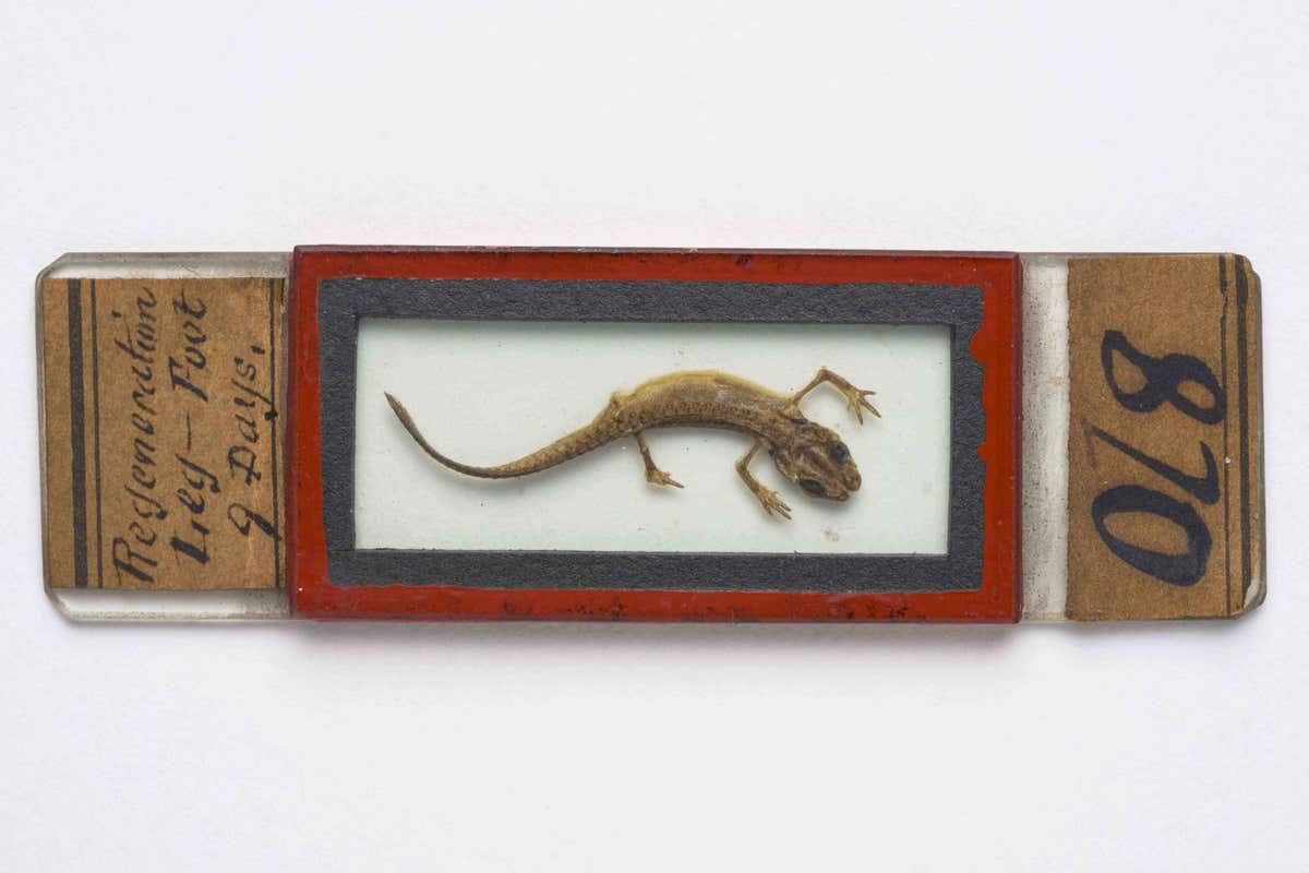 Microscope slide of a lizard, prepared by John Quekett, 1840?60