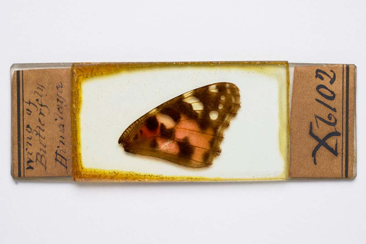 Microscope slide of a butterfly wing, prepared by John Quekett, 1840?60