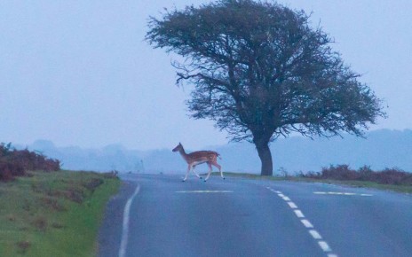 Animal deaths on UK roads fell sharply during covid-19 lockdowns