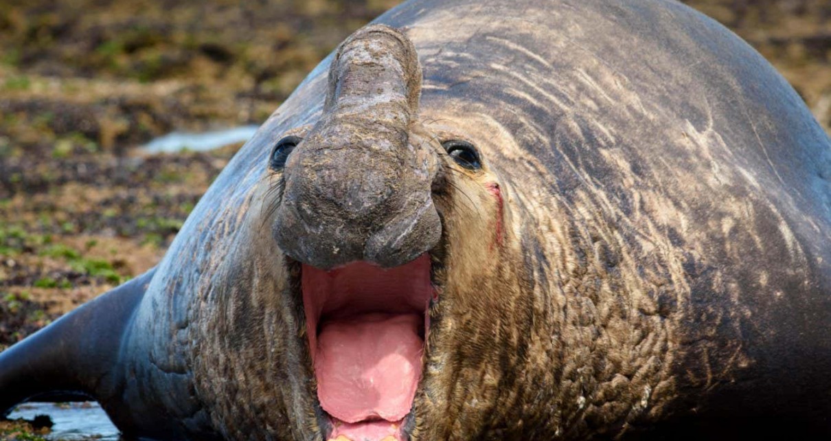 Male elephant seals with large harems die younger