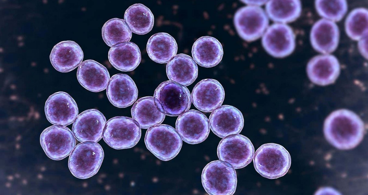 MRSA could be prevented with genetically engineered antibodies