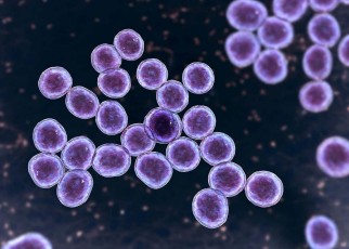MRSA could be prevented with genetically engineered antibodies