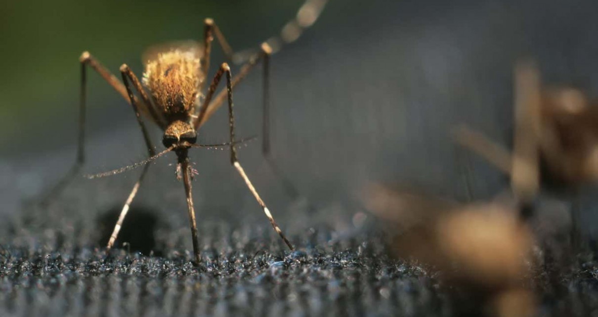 Mosquito-proof fabric blocks bites without sacrificing comfort