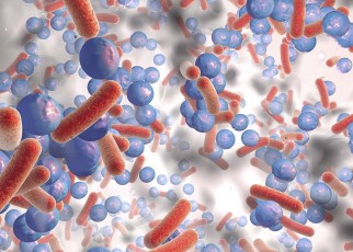 Curbing fatty acid production in bacteria lowers antibiotic resistance