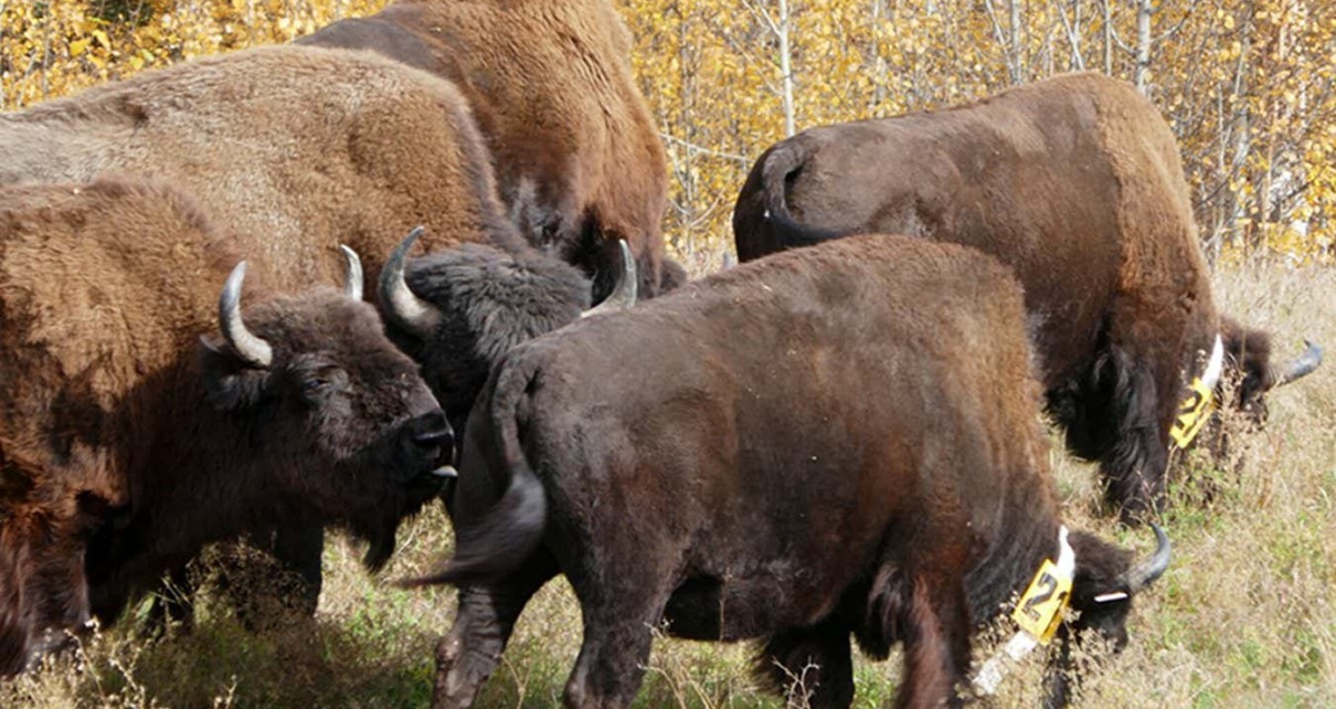 Photographs of communal wound licking by (a) an adult female and adult male bison (Bison bison) and (b) an adult male bison, on two different GPS-collared bison in northeastern British Columbia, Canada, on 28 September 2022.