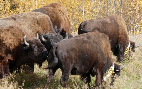 Photographs of communal wound licking by (a) an adult female and adult male bison (Bison bison) and (b) an adult male bison, on two different GPS-collared bison in northeastern British Columbia, Canada, on 28 September 2022.