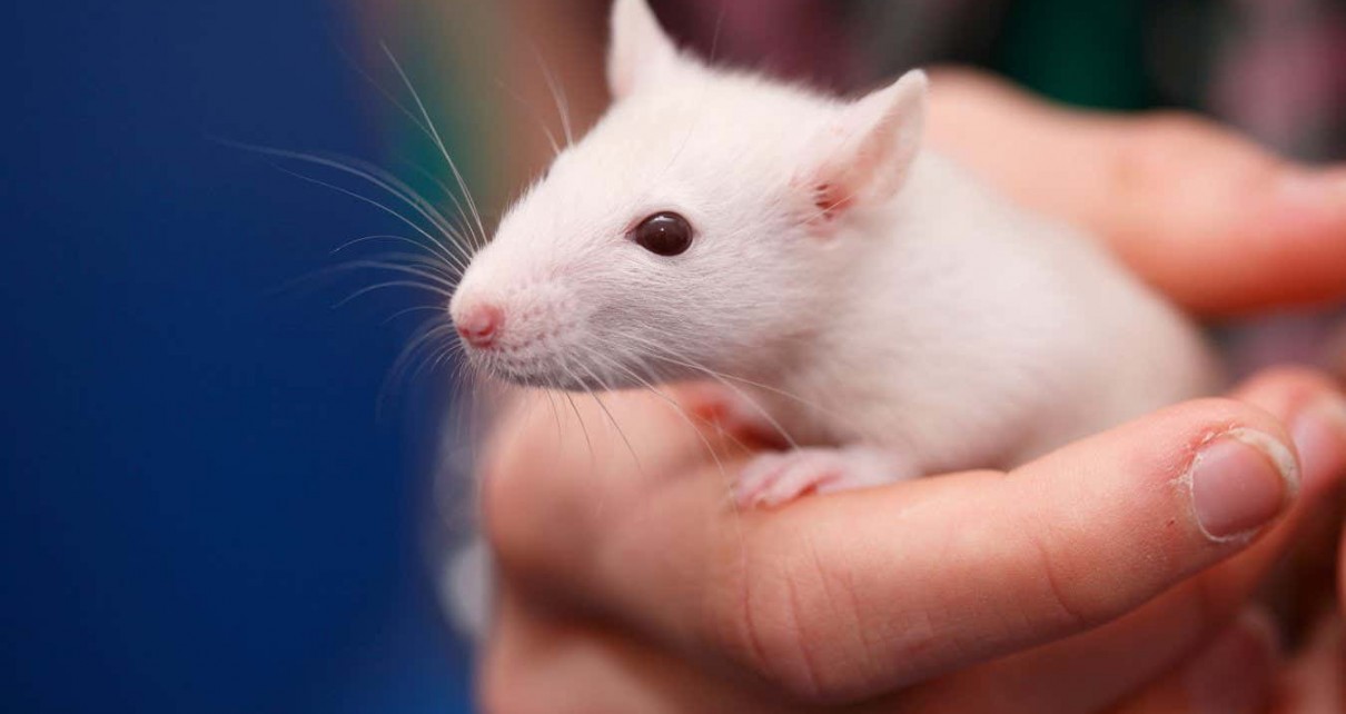 BFA2A1 Fancy Rat, Brown rat (Rattus norvegicus domesticus, Rattus norvegicus domestica), six weeks old animal held in one hand