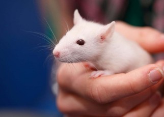 BFA2A1 Fancy Rat, Brown rat (Rattus norvegicus domesticus, Rattus norvegicus domestica), six weeks old animal held in one hand