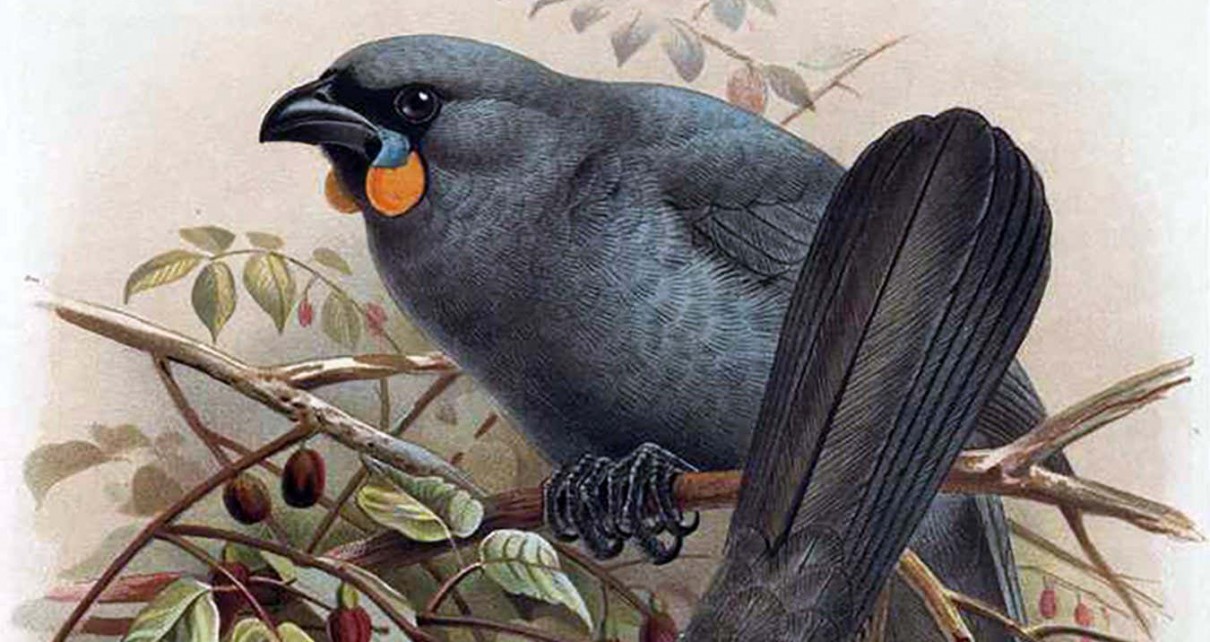 The hunt for the South Island kōkako, New Zealand’s long-lost bird