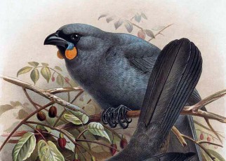 The hunt for the South Island kōkako, New Zealand’s long-lost bird