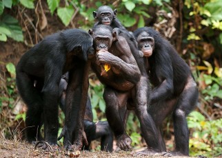 Apes have the same willingness to share food as small children