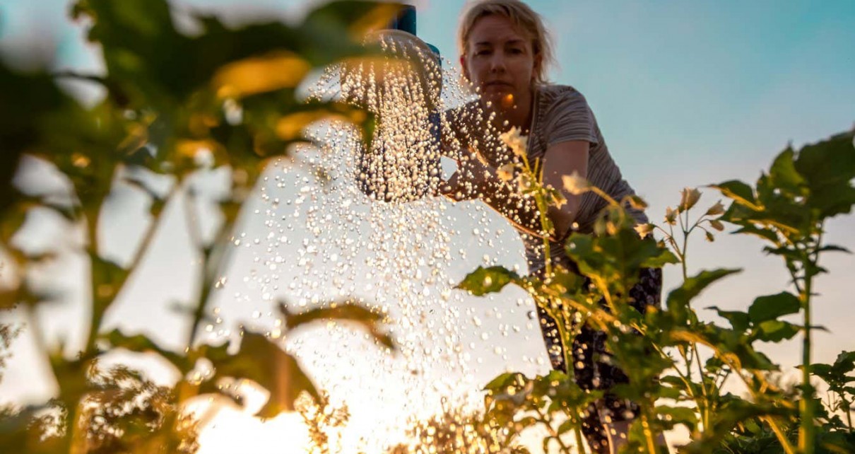 Woman cares for plants, watering green shoots from a watering can at sunset. Farming or gardening concept. Bottom view.