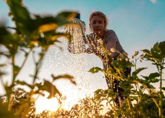 Woman cares for plants, watering green shoots from a watering can at sunset. Farming or gardening concept. Bottom view.