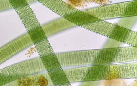 Decades-old mystery about photosynthesis finally solved