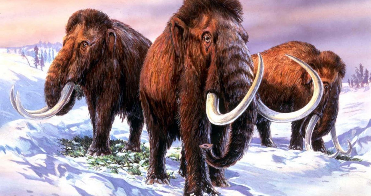 Woolly mammoths had testosterone surges like those of male elephants
