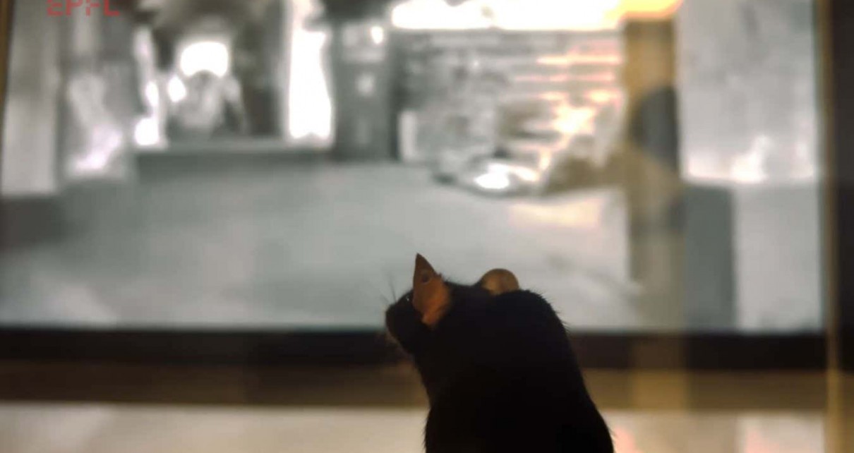 Movie clip reconstructed by an AI reading mice's brains as they watch