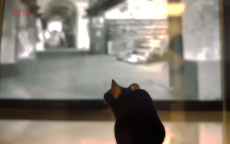 Movie clip reconstructed by an AI reading mice's brains as they watch