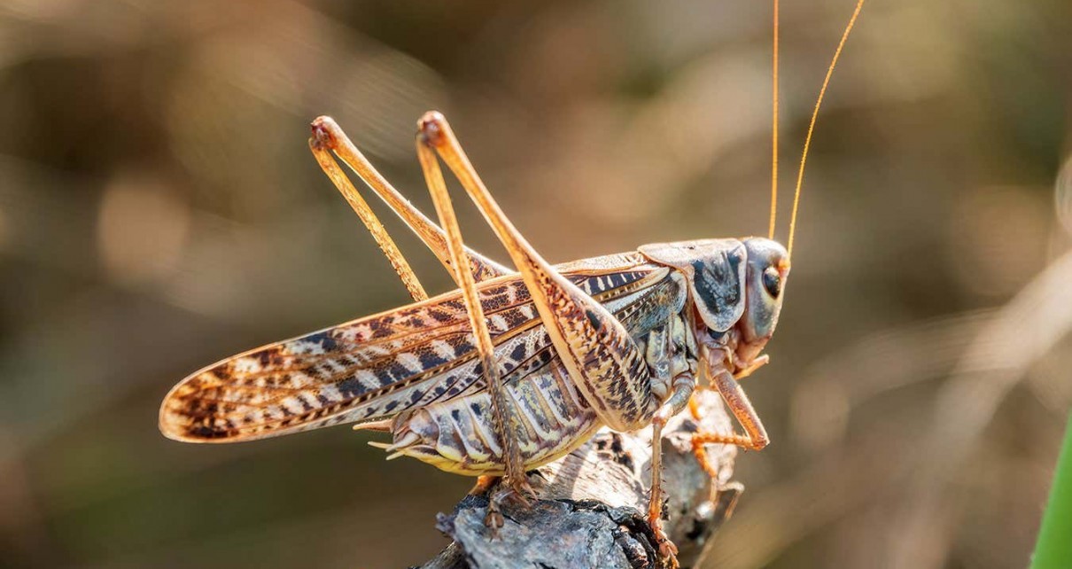 Locusts produce an odour to try to put other locusts off eating them