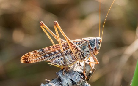 Locusts produce an odour to try to put other locusts off eating them