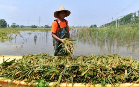 Extreme rainfall could lead to 'big disaster' for rice yield in China