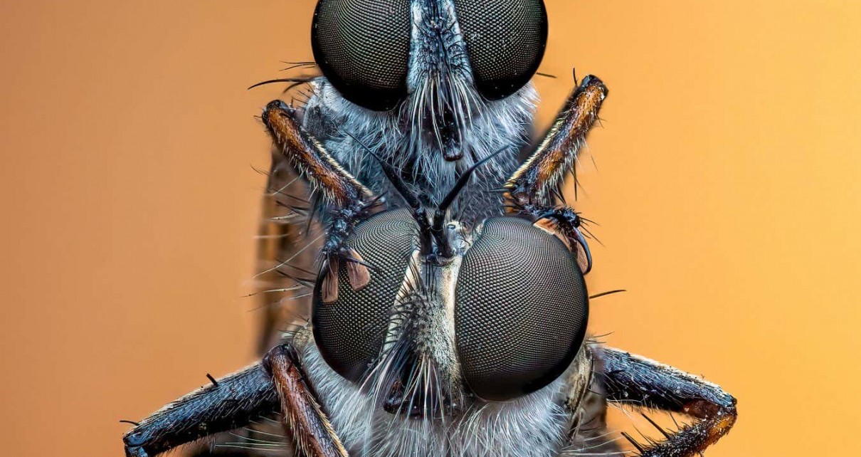 See a prize-winning photograph of mating golden-tabbed robber flies