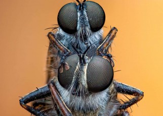 See a prize-winning photograph of mating golden-tabbed robber flies