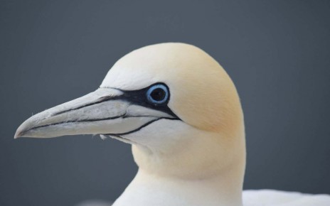 Gannets' blue eyes turn black after an infection with bird flu