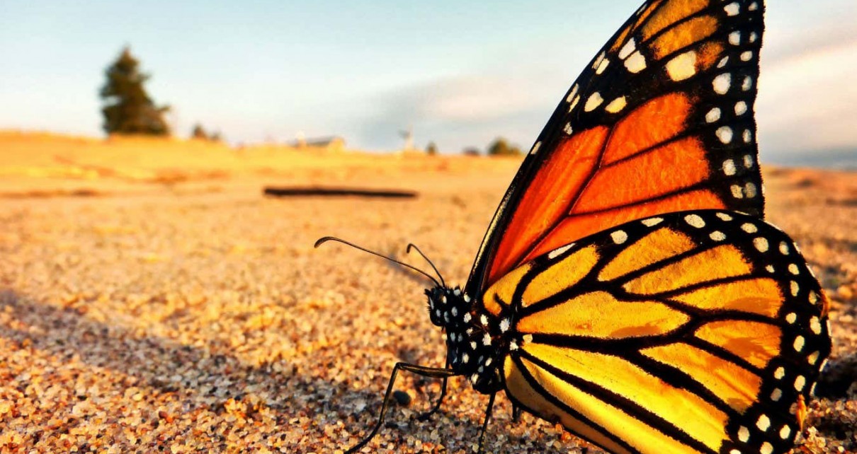 Bigger butterflies may cope better with climate change