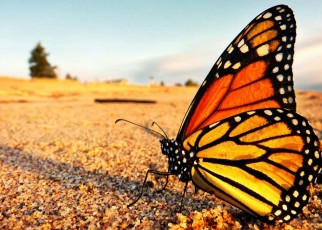 Bigger butterflies may cope better with climate change