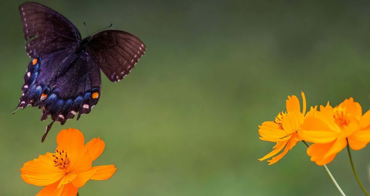 Butterflies evolved 100 million years ago in North America