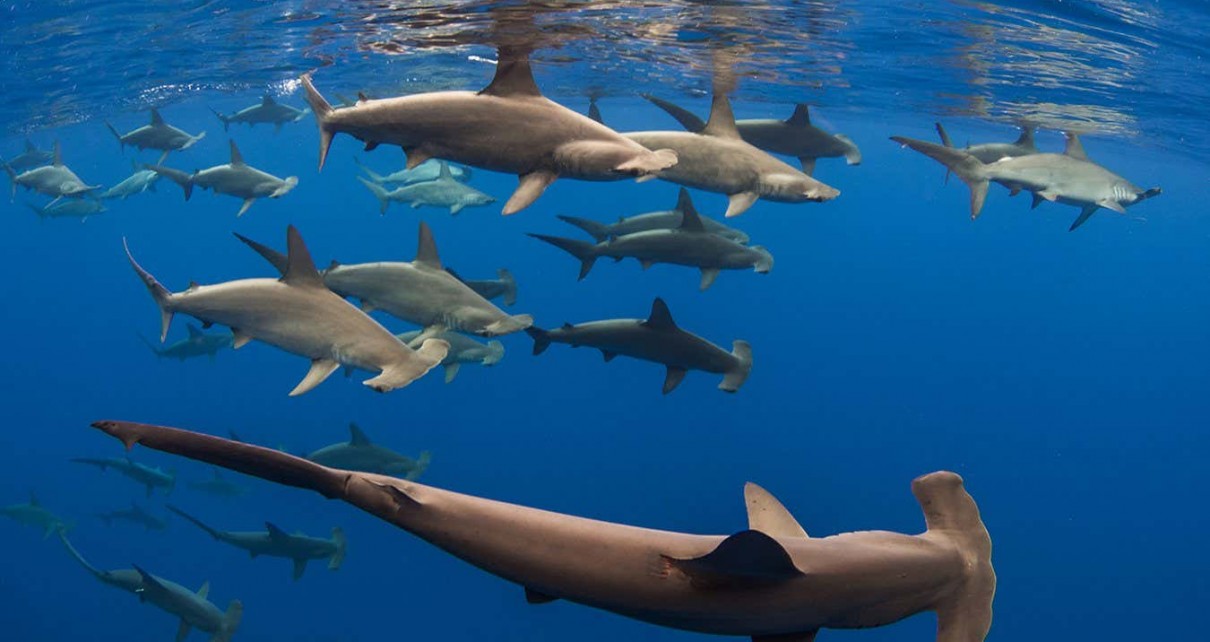 A school of scalloped hammerhead sharks off Hawai?i Island