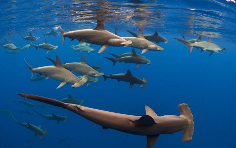 A school of scalloped hammerhead sharks off Hawai?i Island