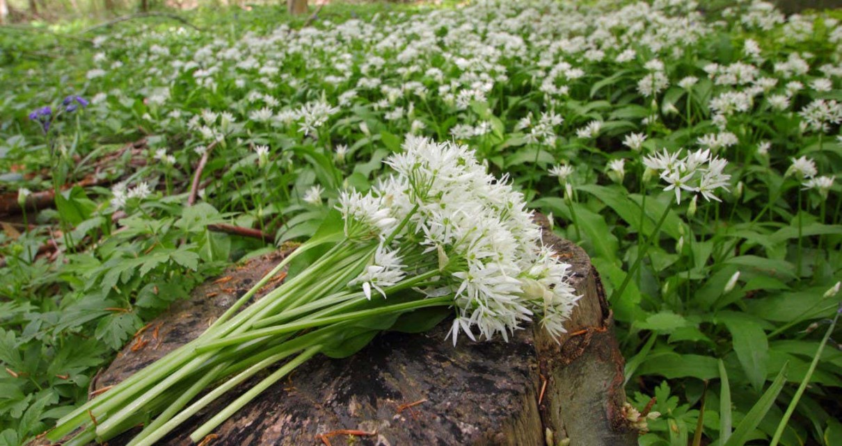GDX76B Allium ursinum. Foraging wild garlic in an English woodland - spring, UK