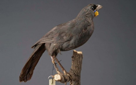 Search for Lost Birds: Finding the most wanted birds in the world