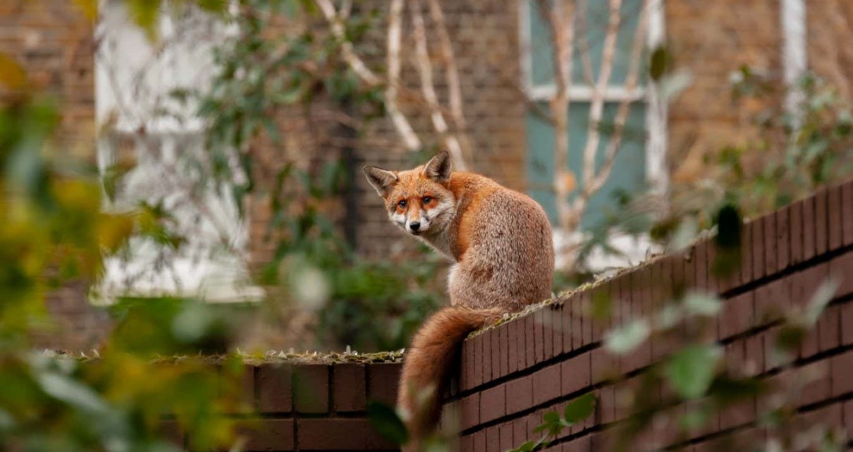 Urban red fox (Vulpes vulpes) wandering on top of brick wall spiked with broken glass on very early morning in residential gardens.; Shutterstock ID 1889796793; purchase_order: -; job: -; client: -; other: -