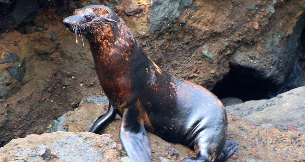 Seals in Mexico are losing fur and climate change may be to blame