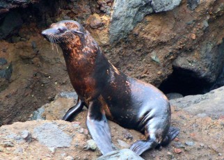 Seals in Mexico are losing fur and climate change may be to blame