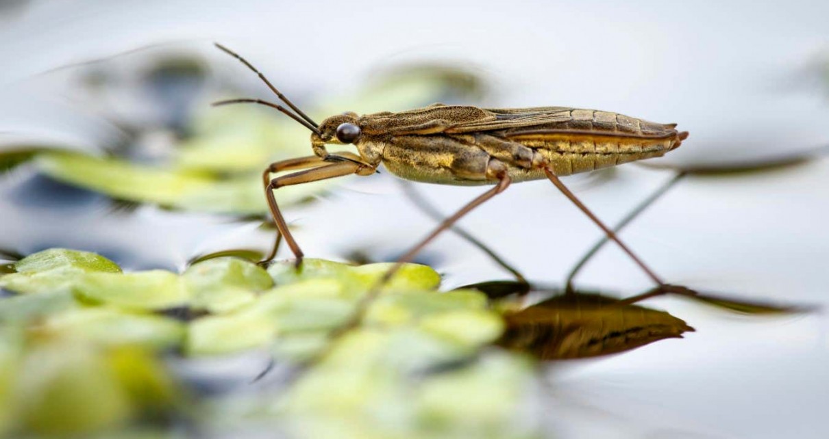 Insects are thriving in England's rivers after fall in metal pollution
