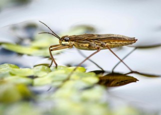 Insects are thriving in England's rivers after fall in metal pollution