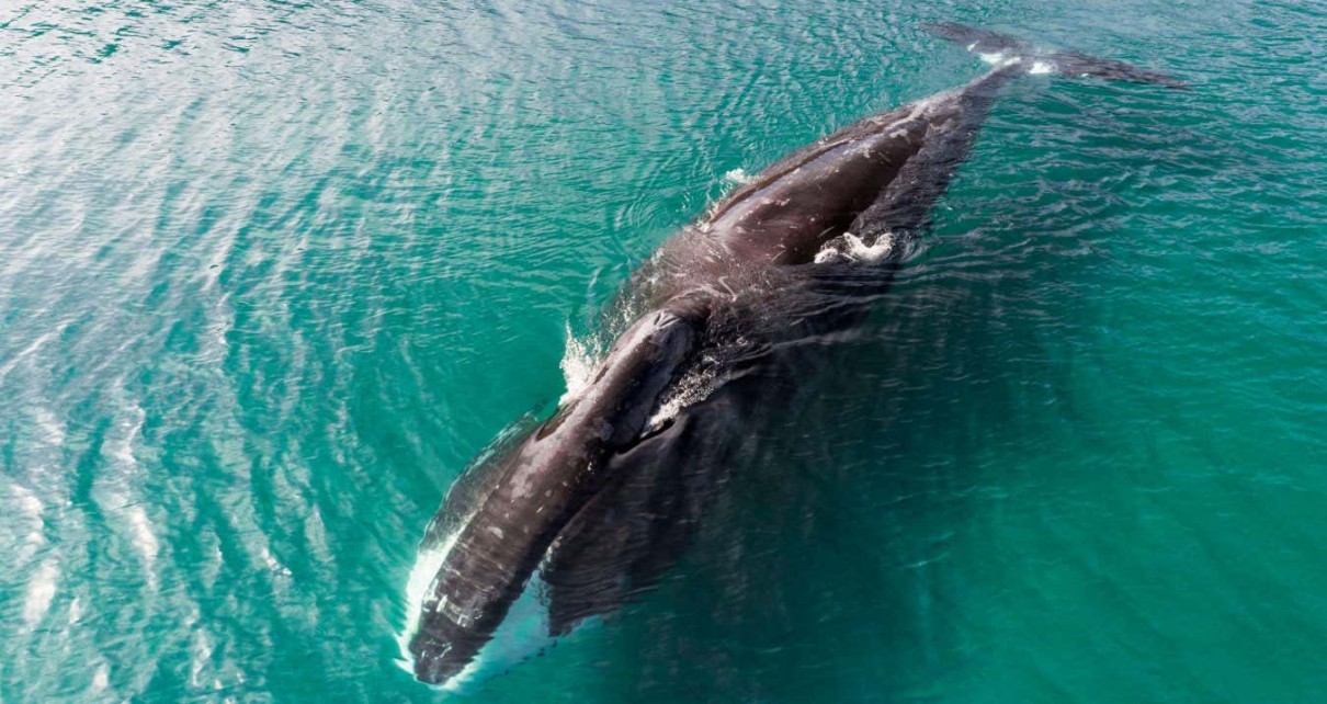 Bowhead whales may resist cancer thanks to superior DNA repair ability