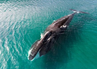 Bowhead whales may resist cancer thanks to superior DNA repair ability