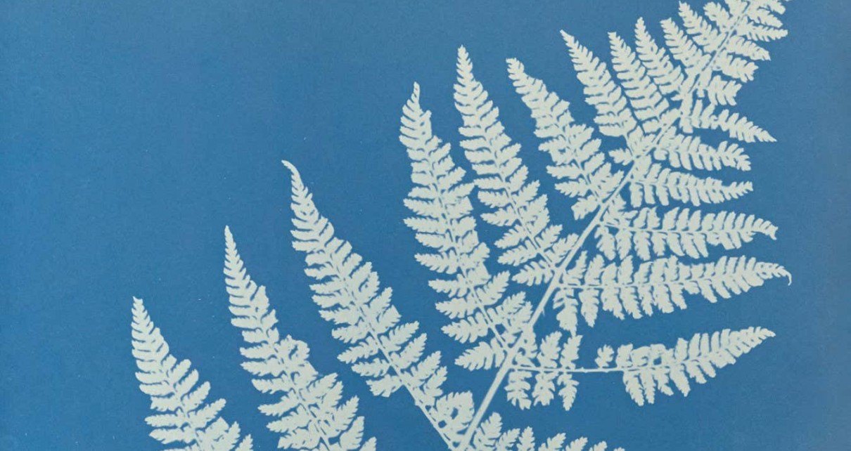 New book collates the pioneering photographs of Anna Atkins