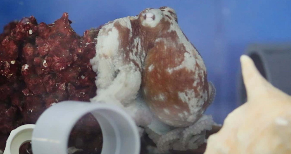 Octopuses may have nightmares about predators attacking them