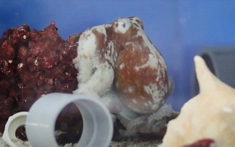 Octopuses may have nightmares about predators attacking them
