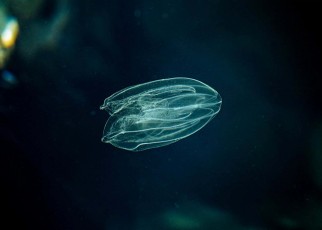 Comb jellies, not sponges, might be the oldest animal group after all