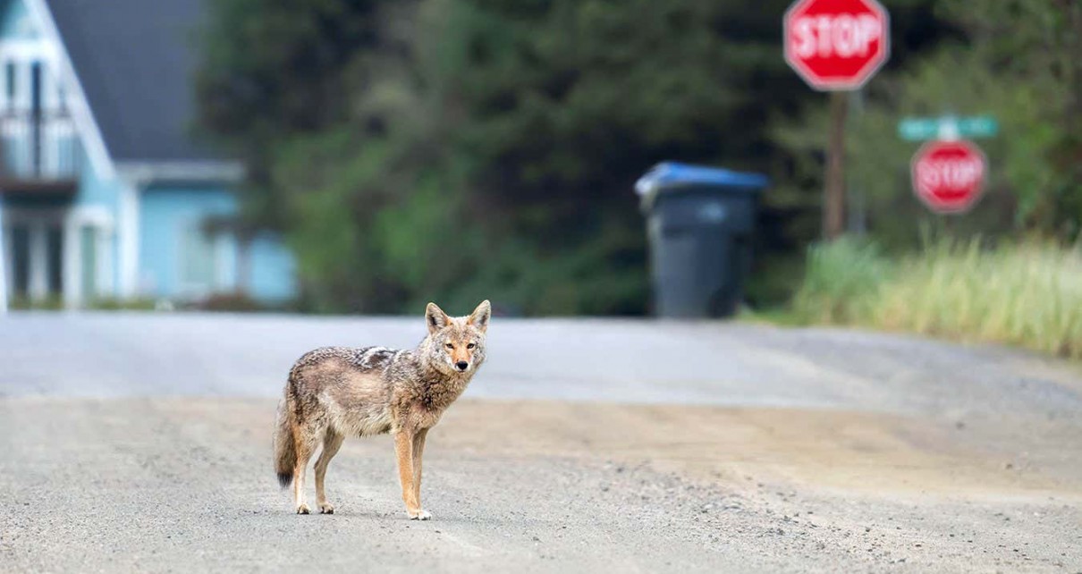 A coyote stands in the middle of a section of dirt road. Paved road, a blue house, a rubbish bin, and stop signs are out of focus in the background.